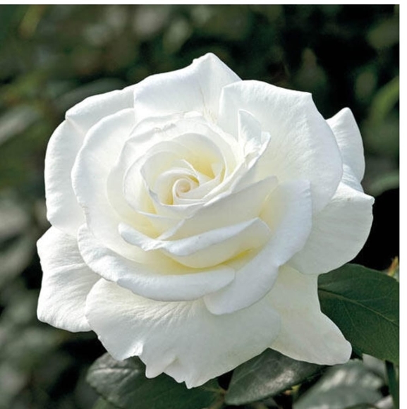 Aggie Rose - Picture 1 of 1